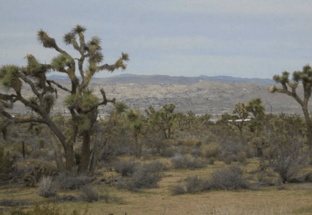 Desert scene in California with Joshua trees